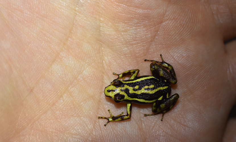 A tiny frog in the palm of a hand