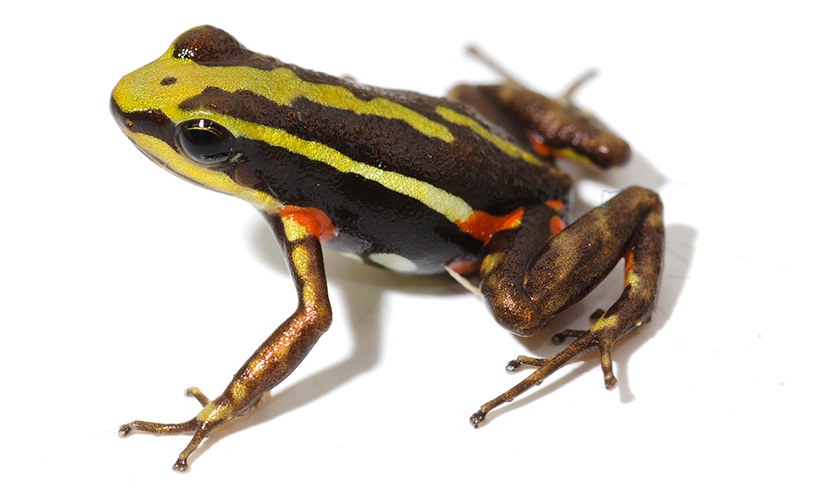 A frog with green, dark brown, light brown and red features