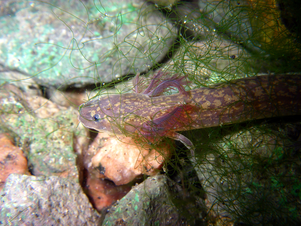 The Barton Springs Salamander (Eurycea sosorum) in Eliza Spring. Image courtesy of Hayley Gillespie.