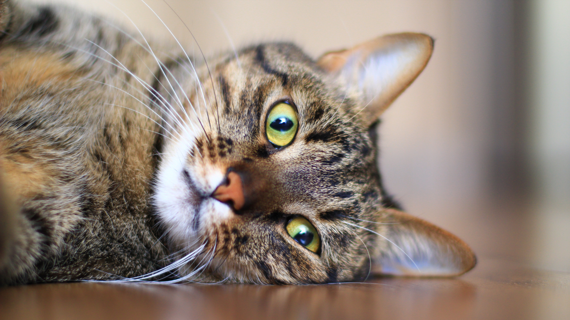 A brown tabby cat lays on a wooden floor looking at the viewer. 