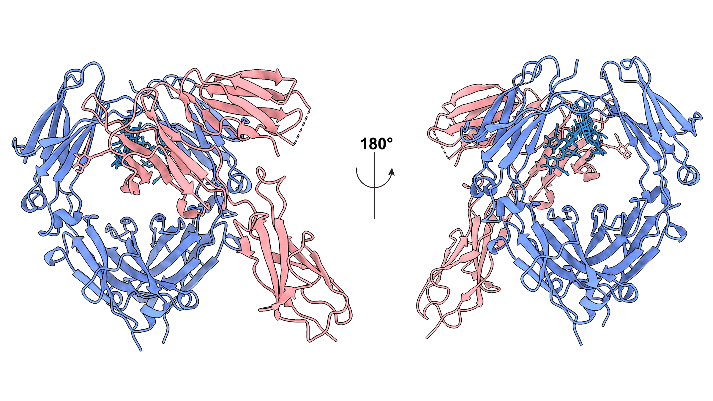 Two proteins bound together, represented as a ribbon diagram with one protein colored red and the other blue