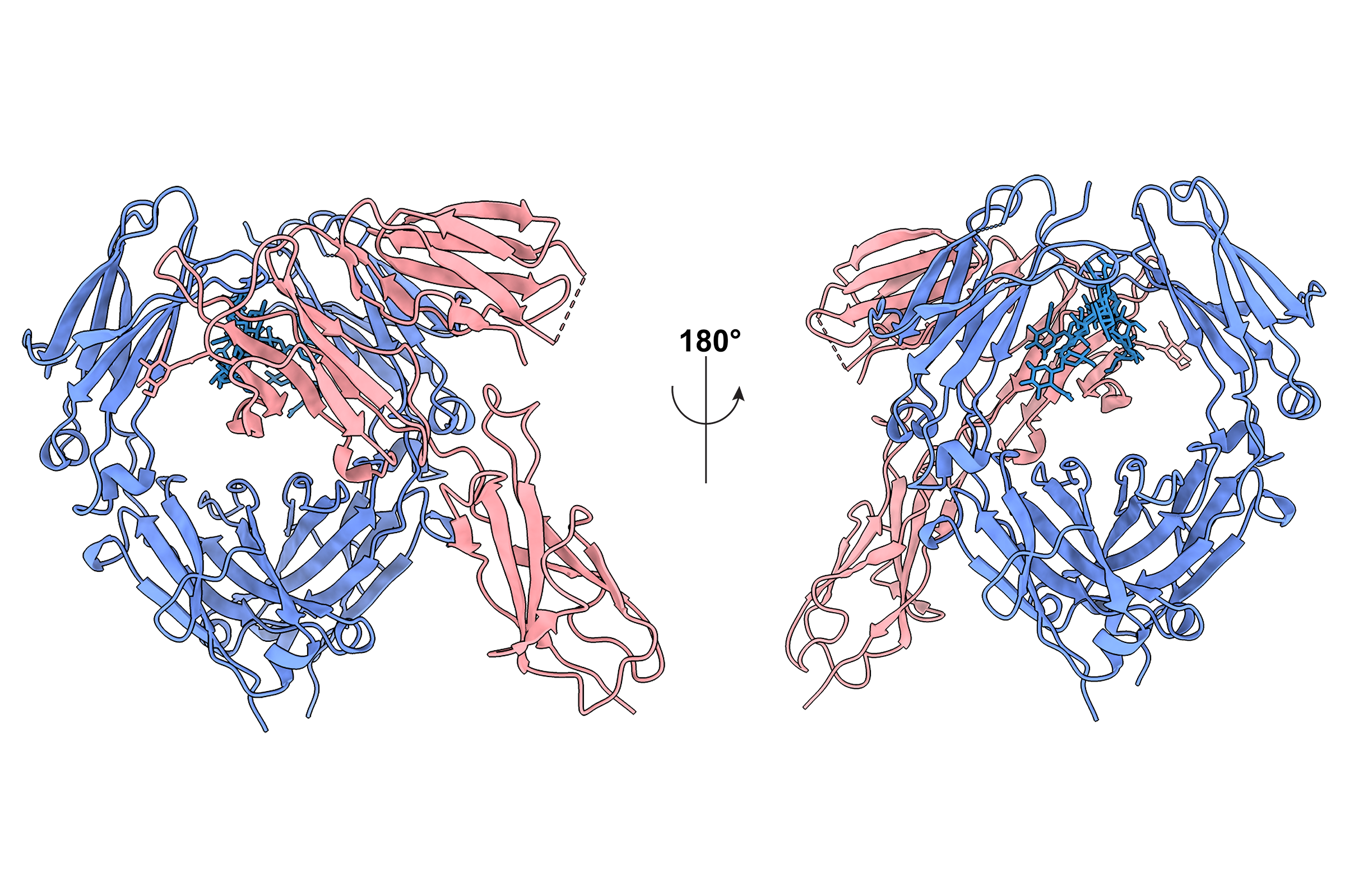 Two proteins bound together, represented as a ribbon diagram with one protein colored red and the other blue