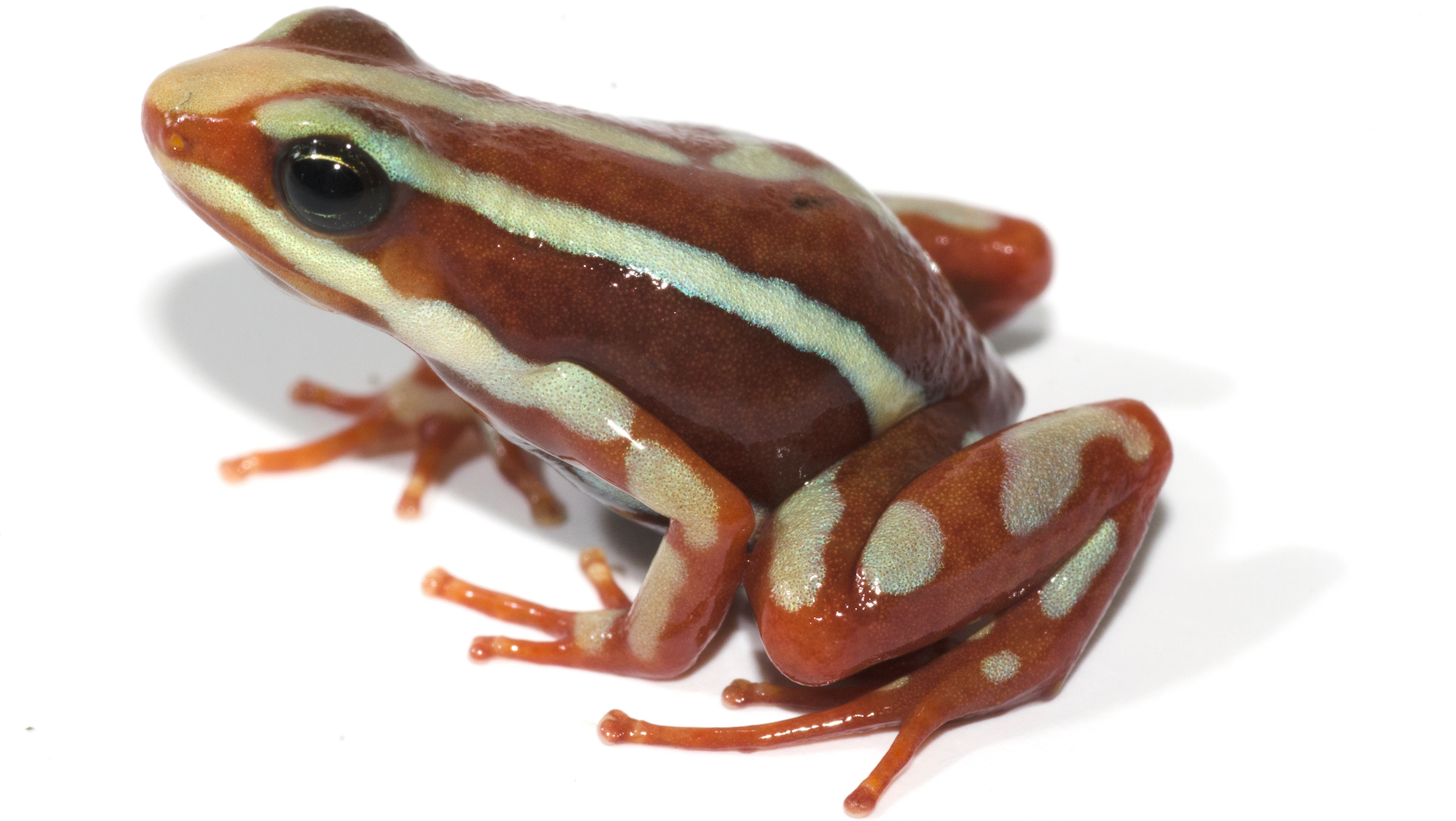 Anthony’s poison frog (Epipedobates anthonyi). CREDIT: David Cannatella