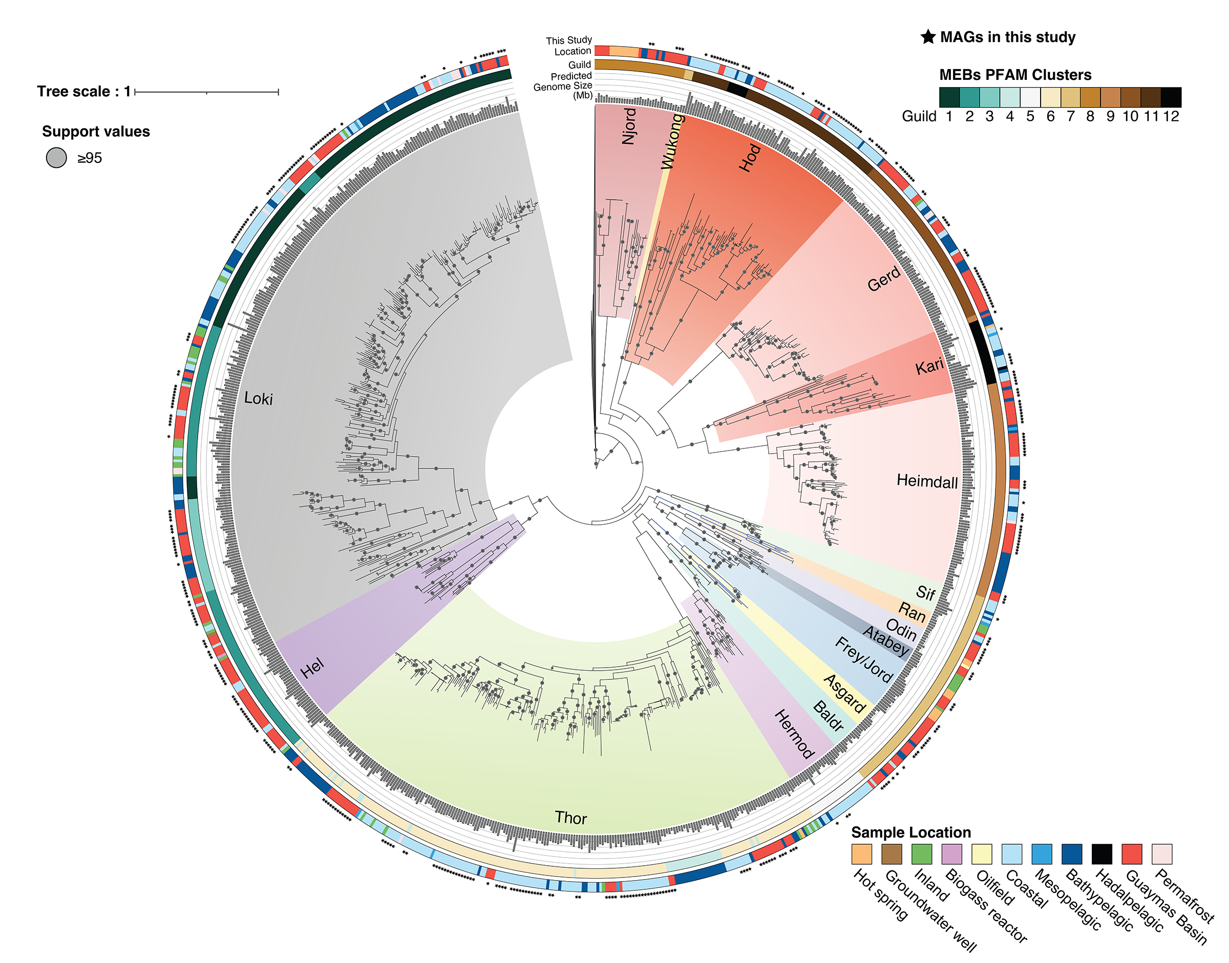 A scientific illustration showing the family tree of Asgard arcahea. It's laid out in a wheel shape with each species radiating from the center like spokes.