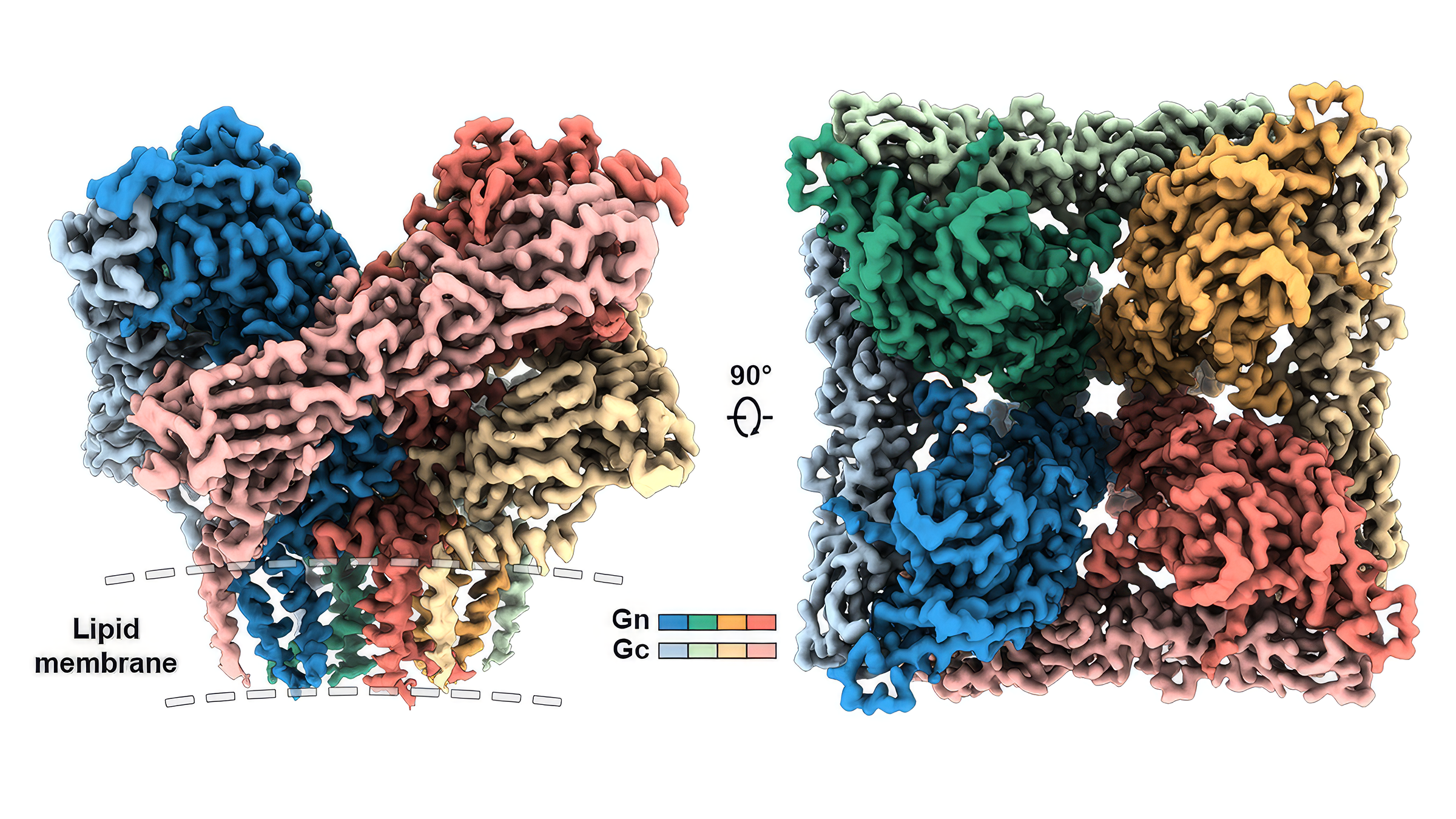 Two views of a mushroom-shaped protein complex with individual proteins colored in vibrant red, green, blue and yellow
