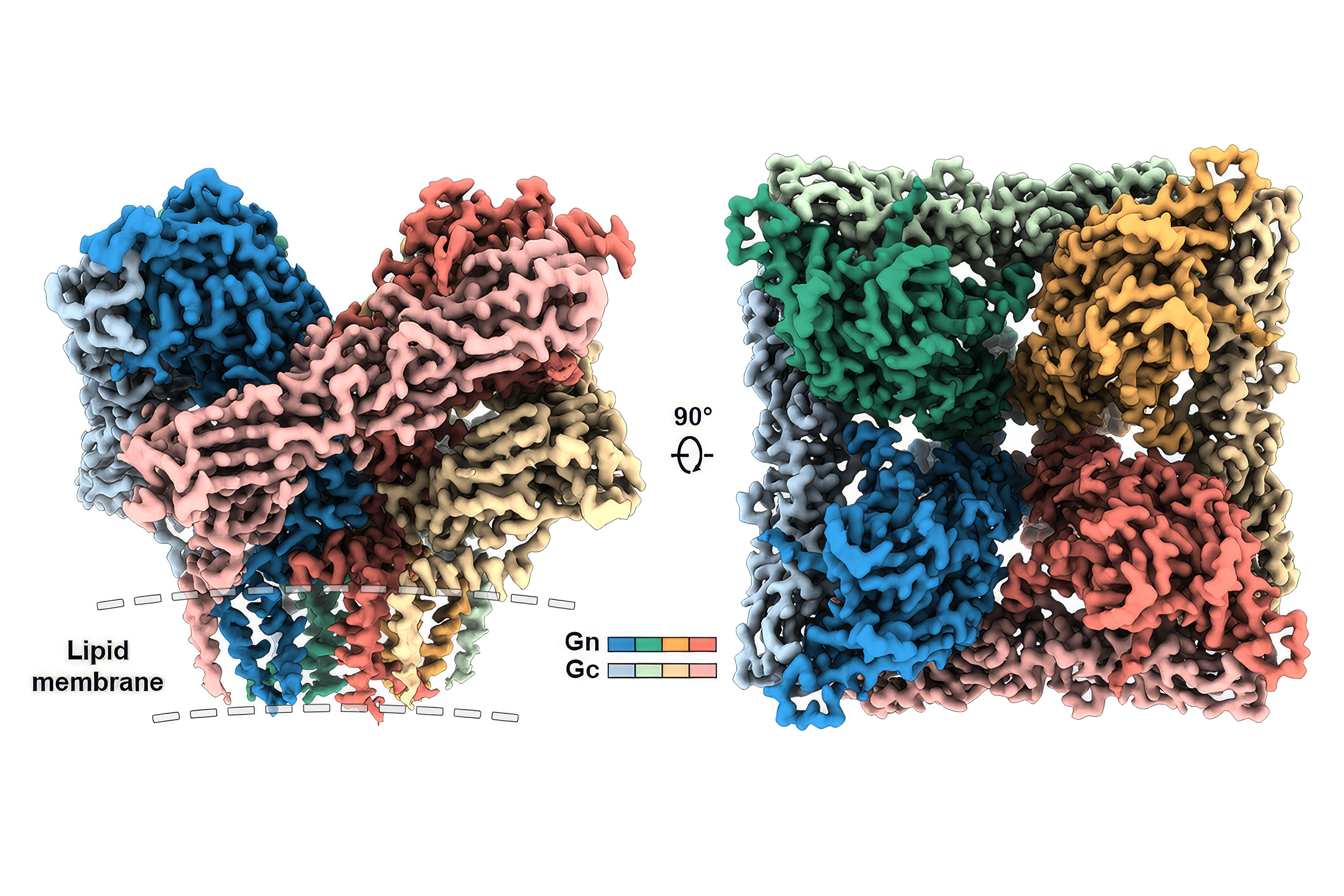 Two views of a mushroom-shaped protein complex with individual proteins colored in vibrant red, green, blue and yellow