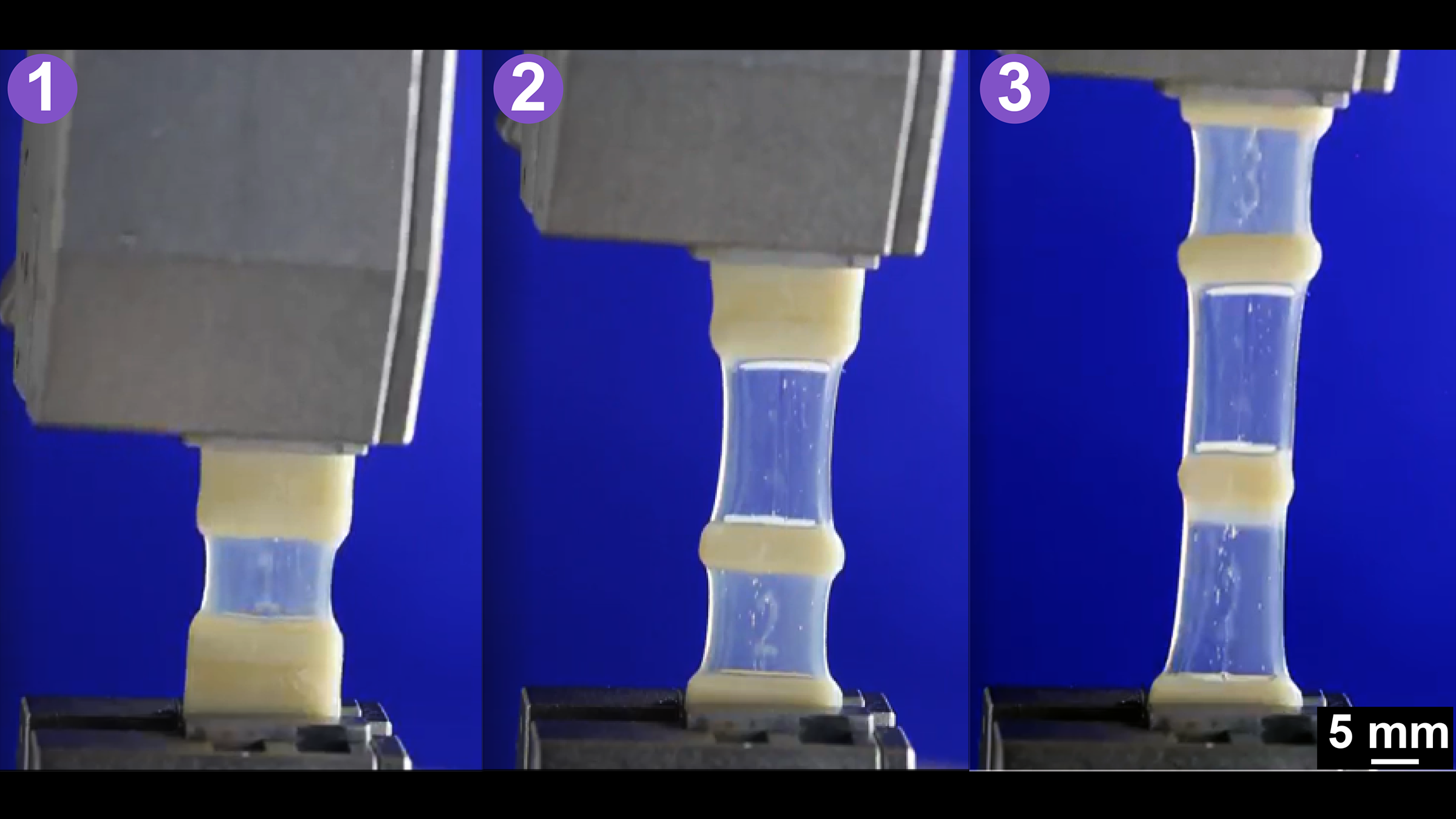 Three pictures showing three stages of a 3D material being stretched. Some regions are soft and clear, while others are hard and opaque.
