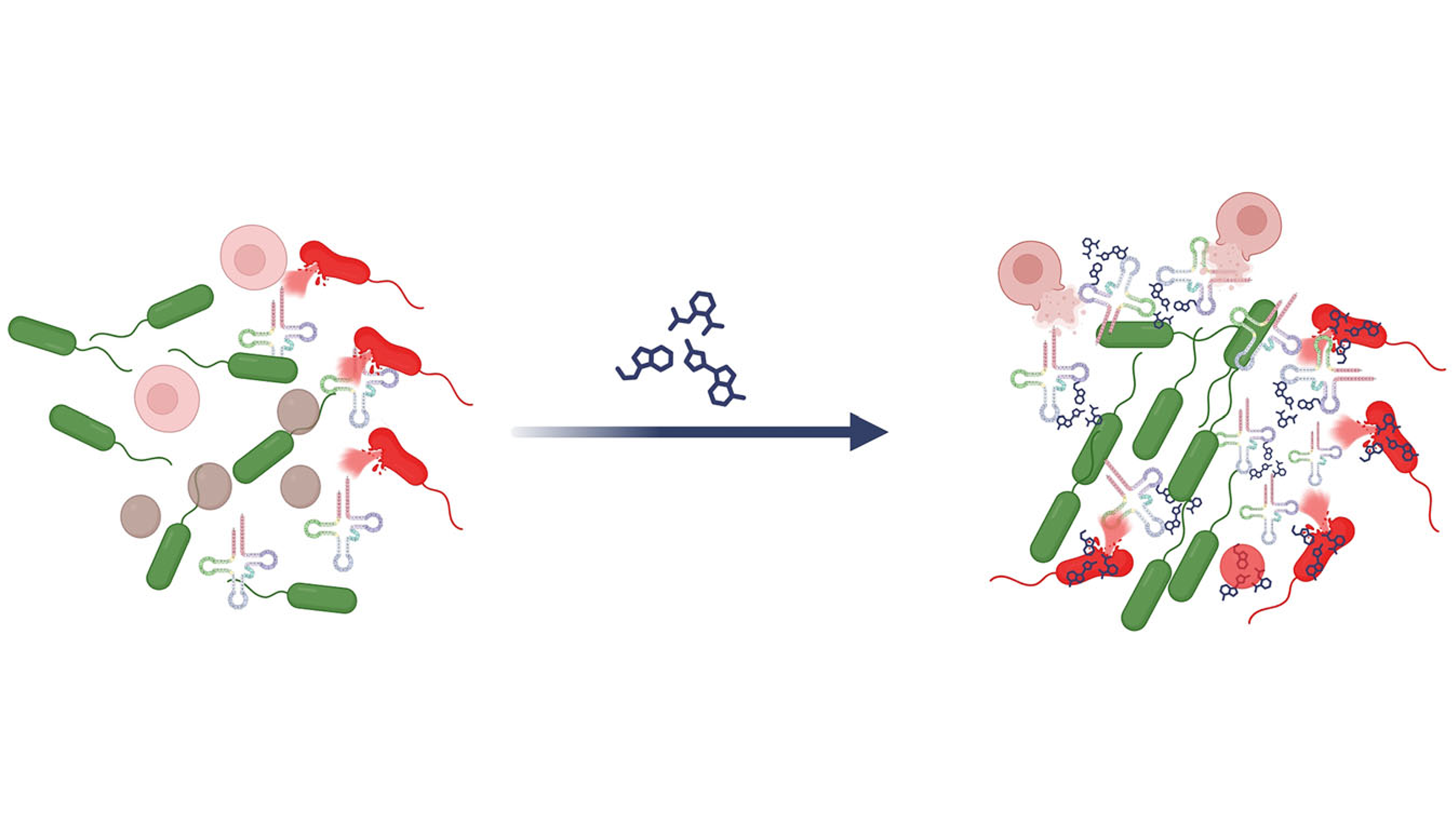 An illustration shows rod-shaped bacteria before and after encountering an antibiotic