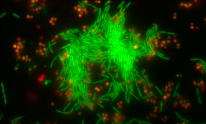 Two-channel fluorescence image of a stamped pattern of P. aeruginosa in an isotropic background of S. aureus at t = 6 h, after the initial pattern has developed into a localized cluster.