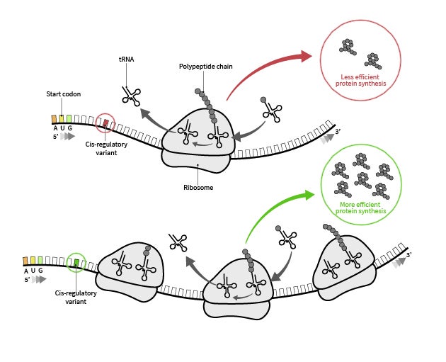 Figure showing the difference in translation efficiency between two different mRNA sequences