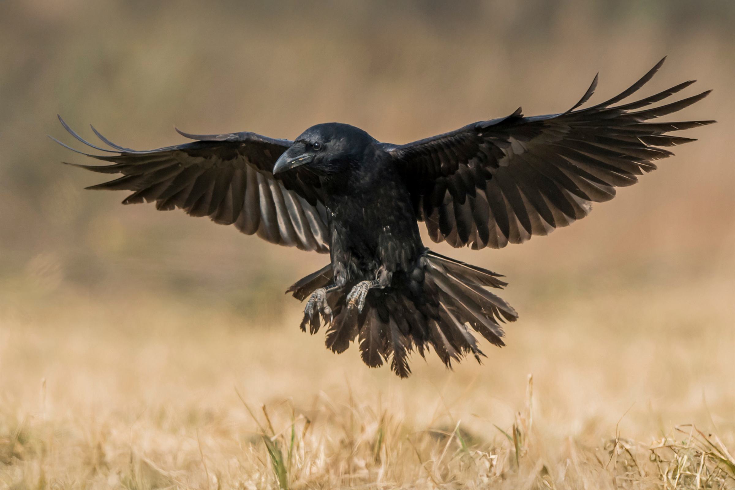 A flying crow or raven lands in a grassy field