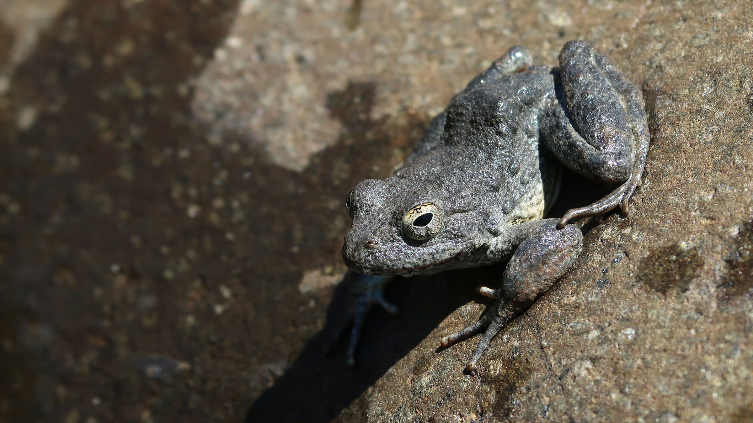A small frog perches on a large rock