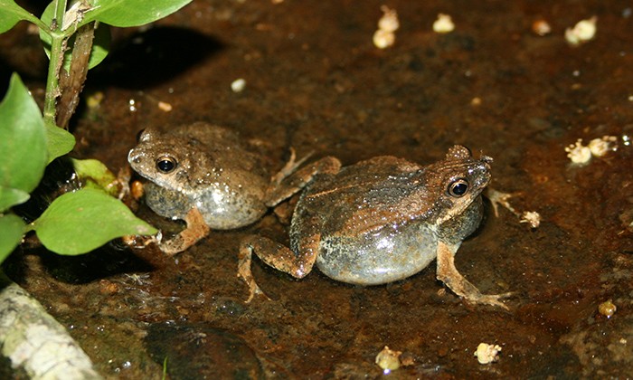 Two Tungara frogs, each facing a different direction on a muddy jungle floor