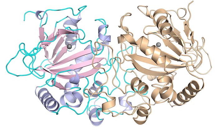 Overall structure of FtmOx1, a mold enzyme that helps produce a toxin by adding a pair of oxygen atoms.