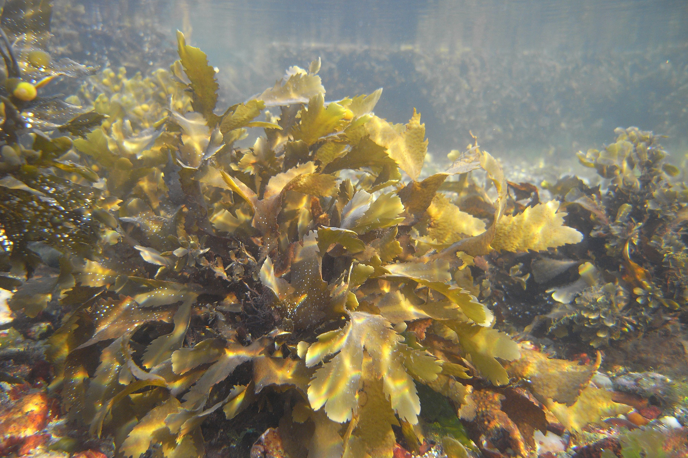 Fucus serratus in its natural habitat. Image from Wikimedia Commons by Grubio--1