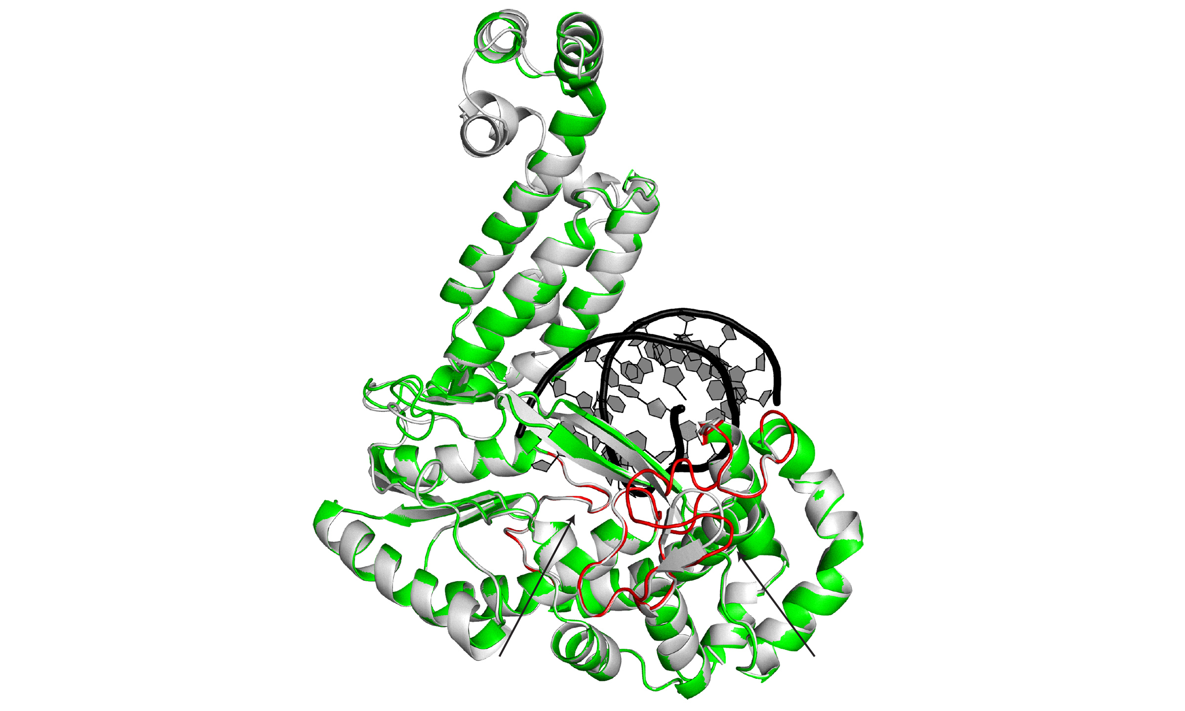 Illustration of a protein that looks like a tangle of curled ribbons in white, grey and green
