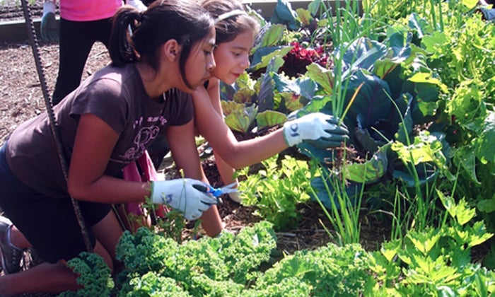 Two girls with gloves on work in a garden