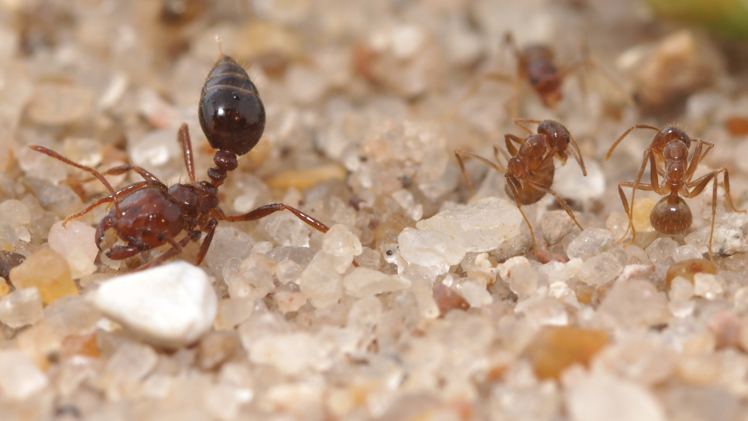 One large ant with its hindquarters raised in the direction of smaller ants