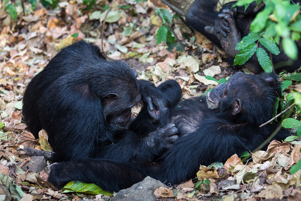 Two chimpanzees interact in Gombe National Park, Tanzania. Photo by Steffen Foerster, Duke University