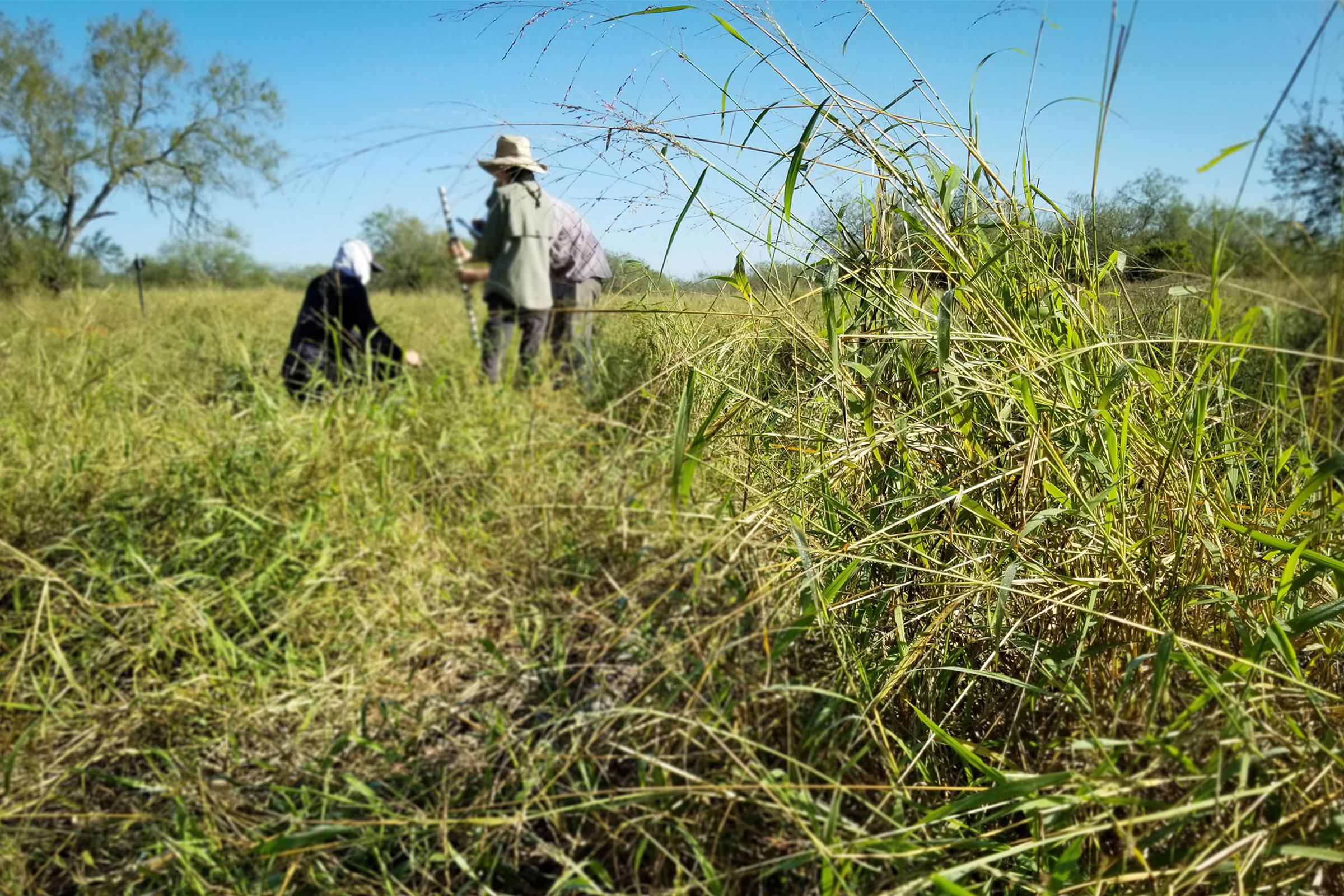 Researchers in the field examine Guinea grass