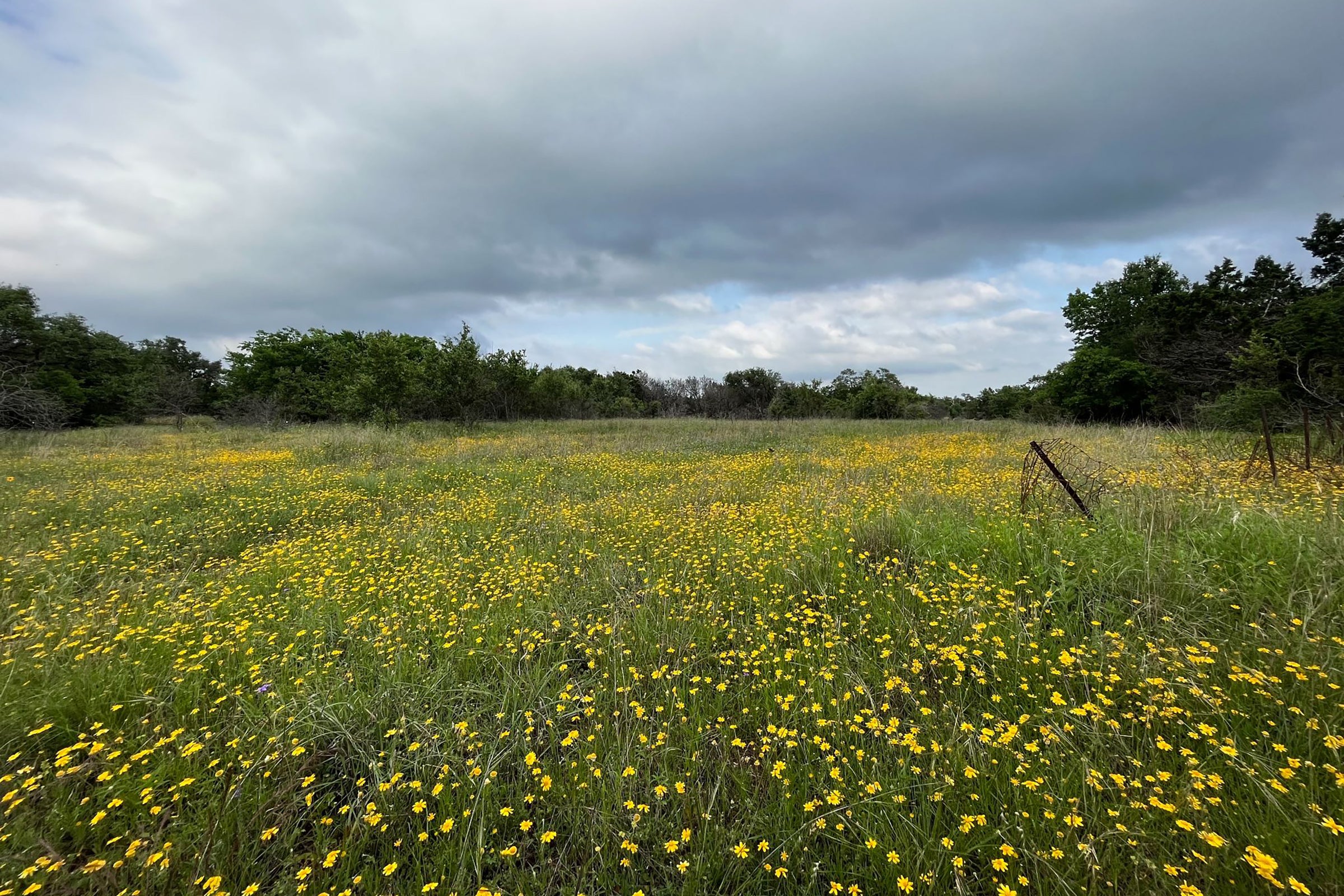 Grassland