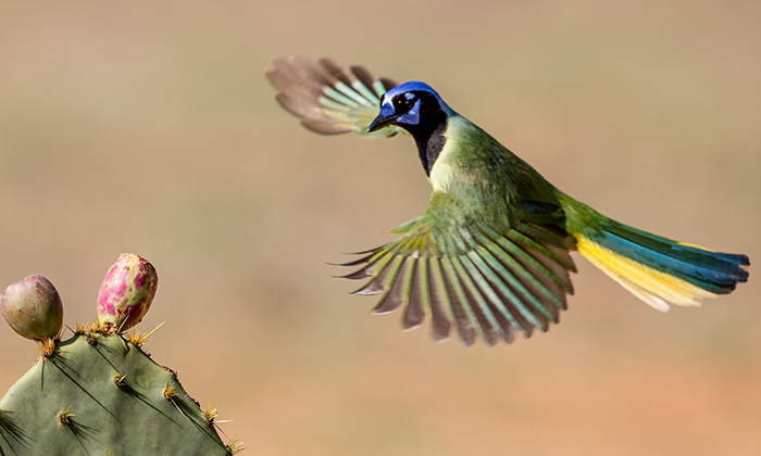 Photo of a green jay in flight landing on a prickly pear cactus
