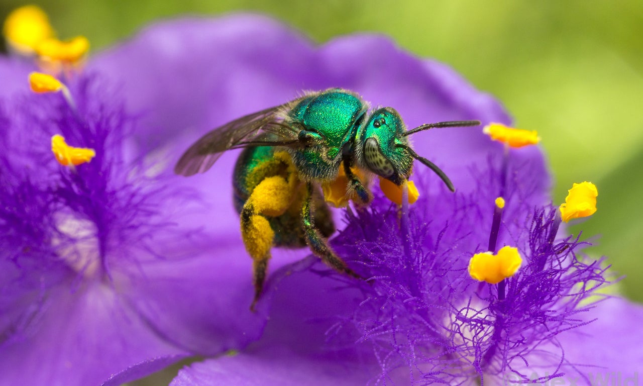 A green sweat bee covered in yellow pollen sits on a purple flower