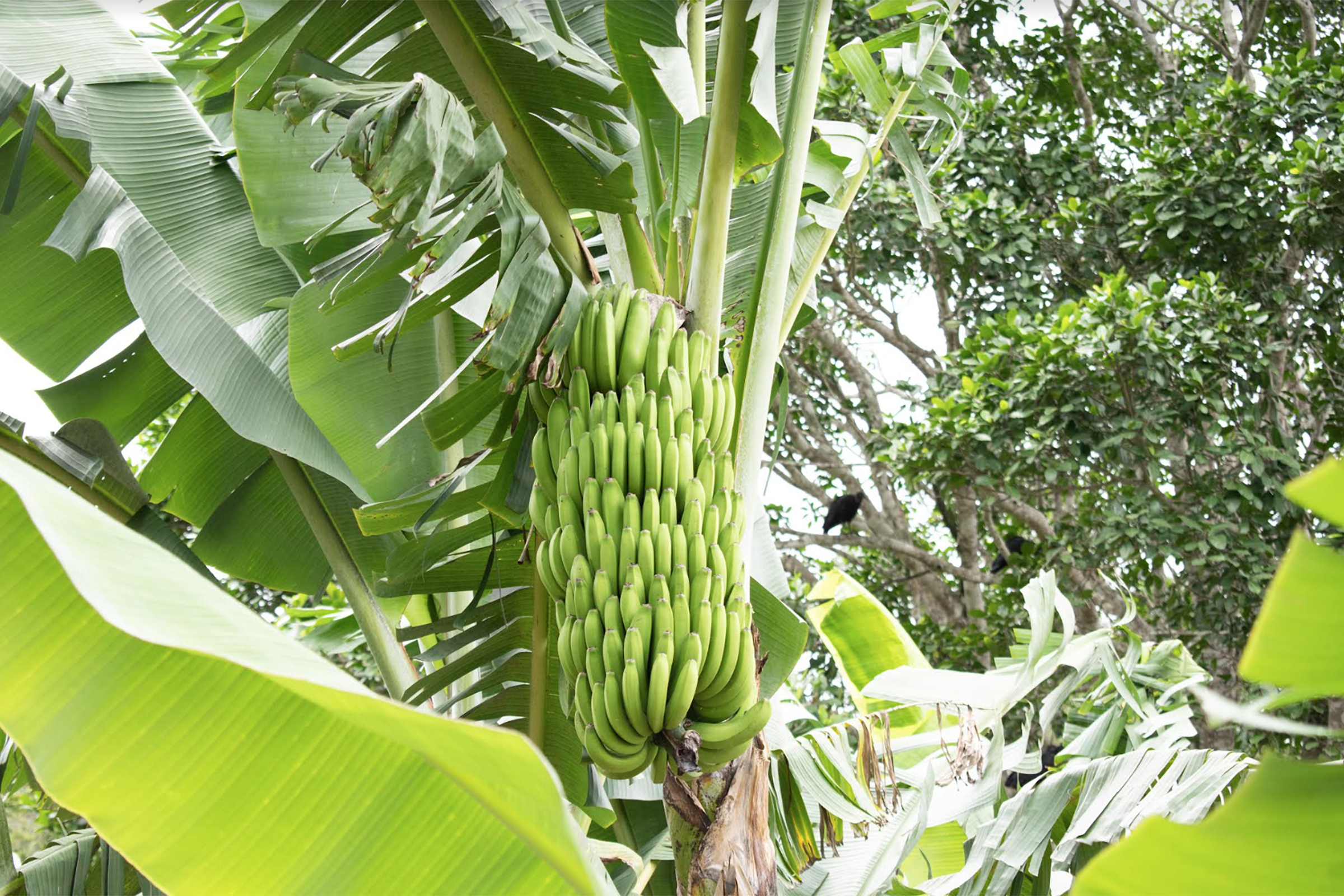 Gros Michel bananas