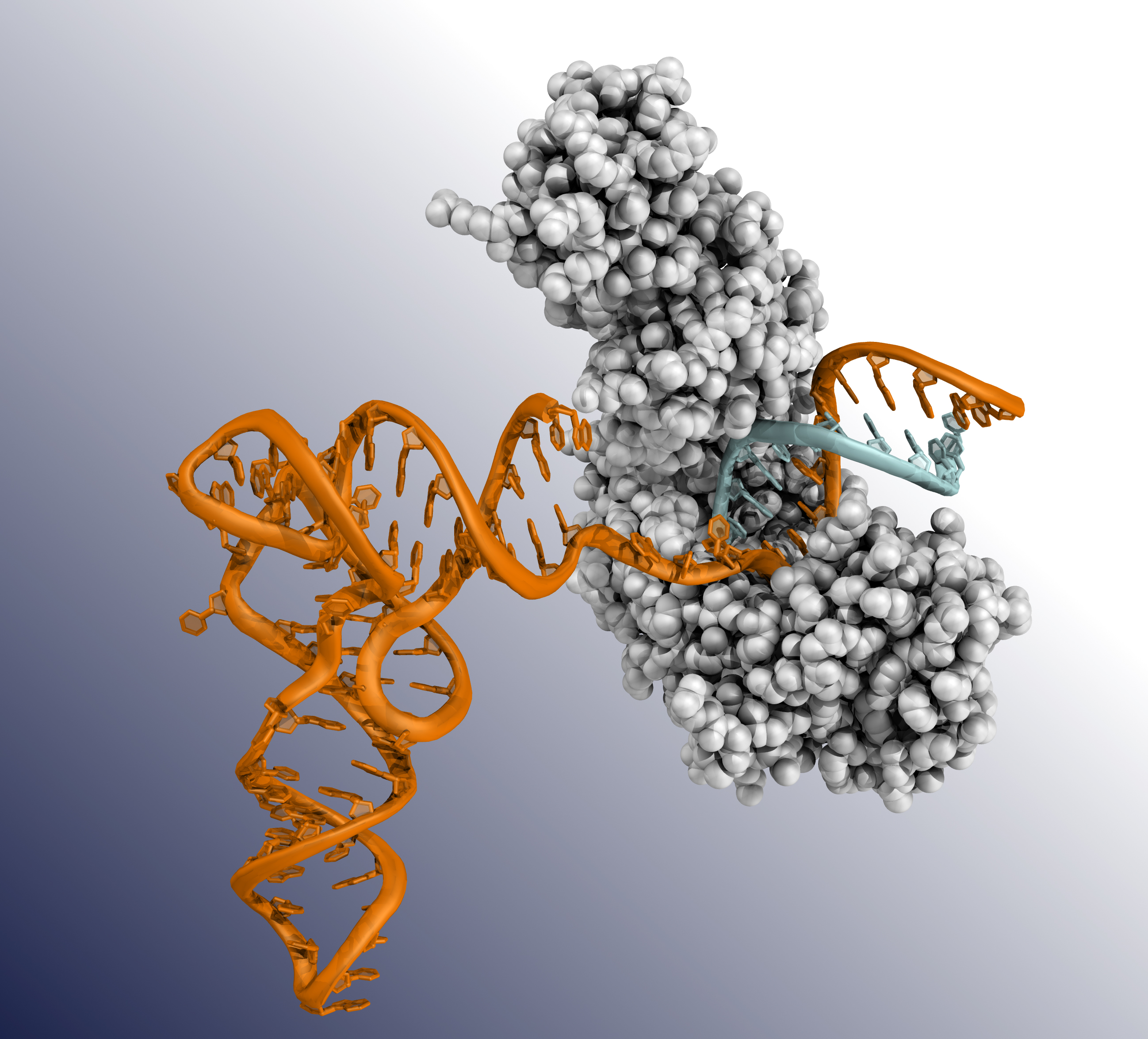 Molecular structure of a group 2 intron reverse transcriptase