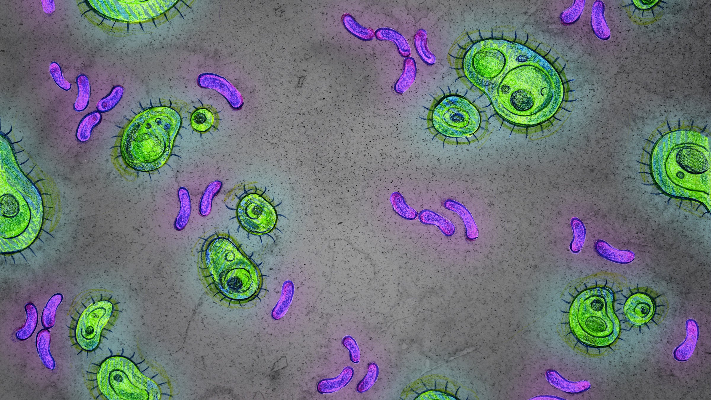 Illustration of green and purple microbes enlarged under a microscope