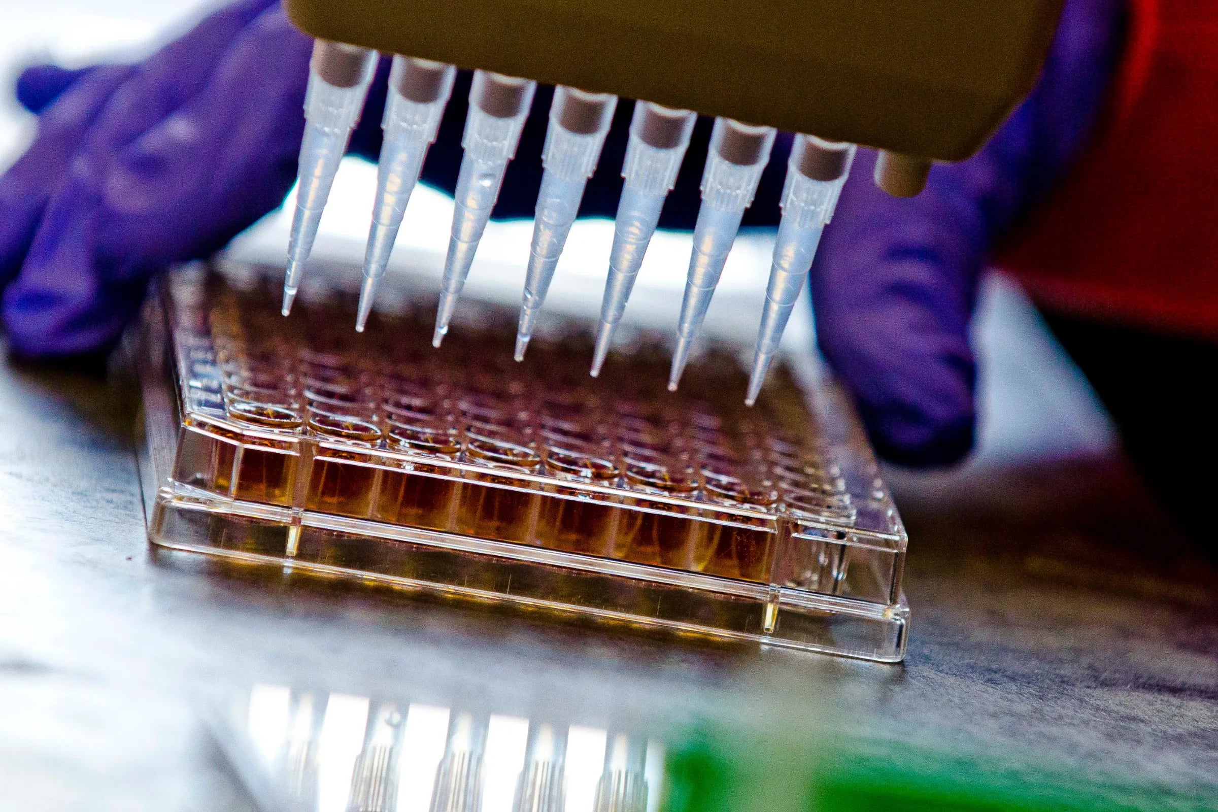 Purple-gloved hand uses a multi-headed pipet to dispense into a tray.