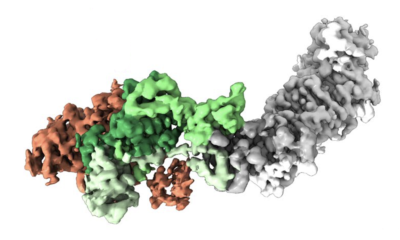 The structure of an HCMV protein resembles a wave of clumps.