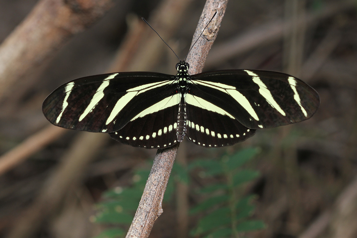 A butterfly with black and white striped wings
