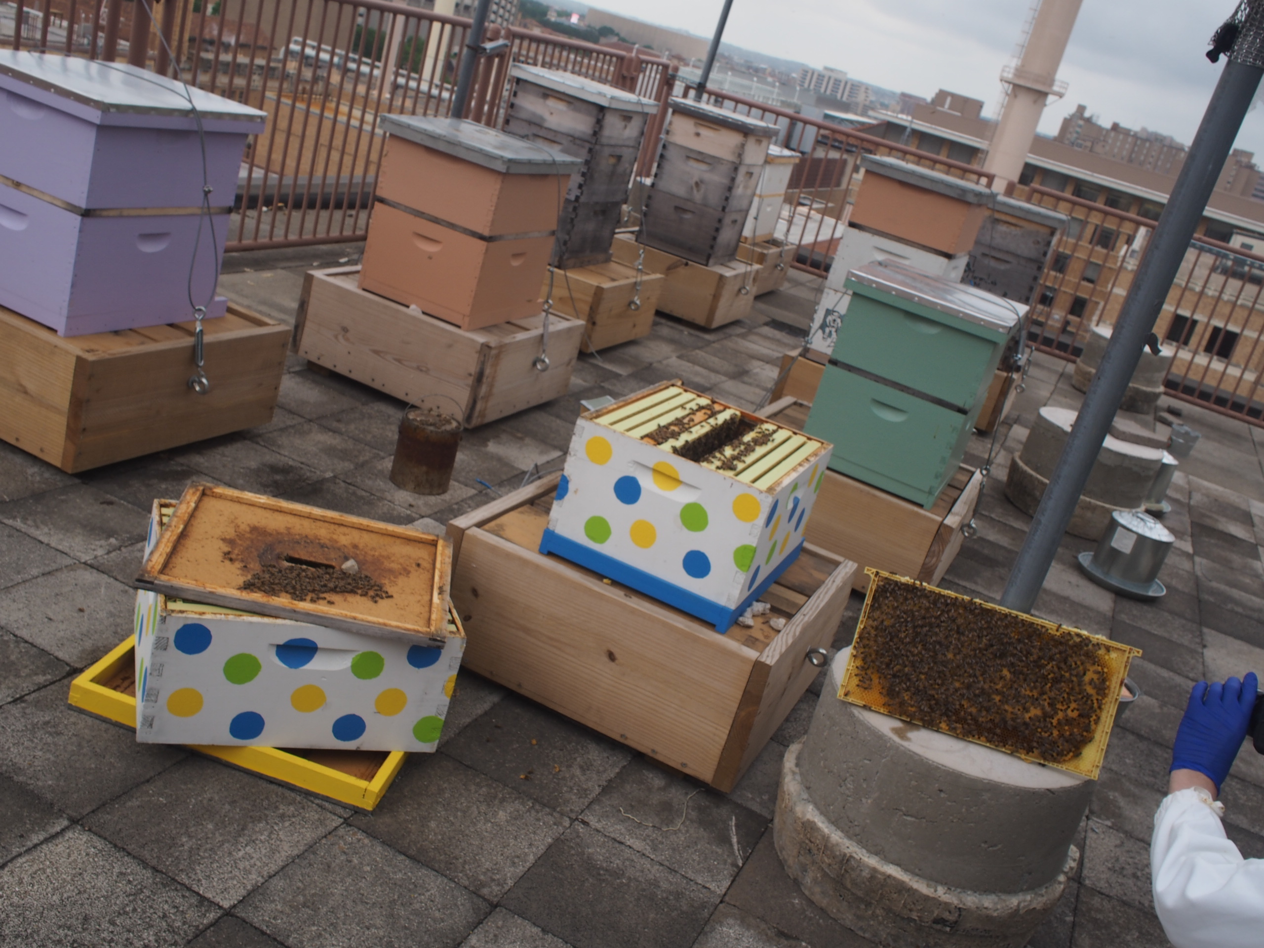 Sevreral brightly colored boxes housing beehives sit on the roof of a building