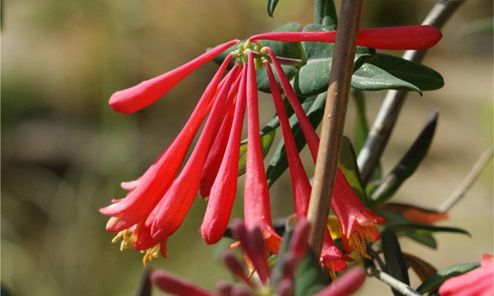 Closeup of coral honeysuckle blooms