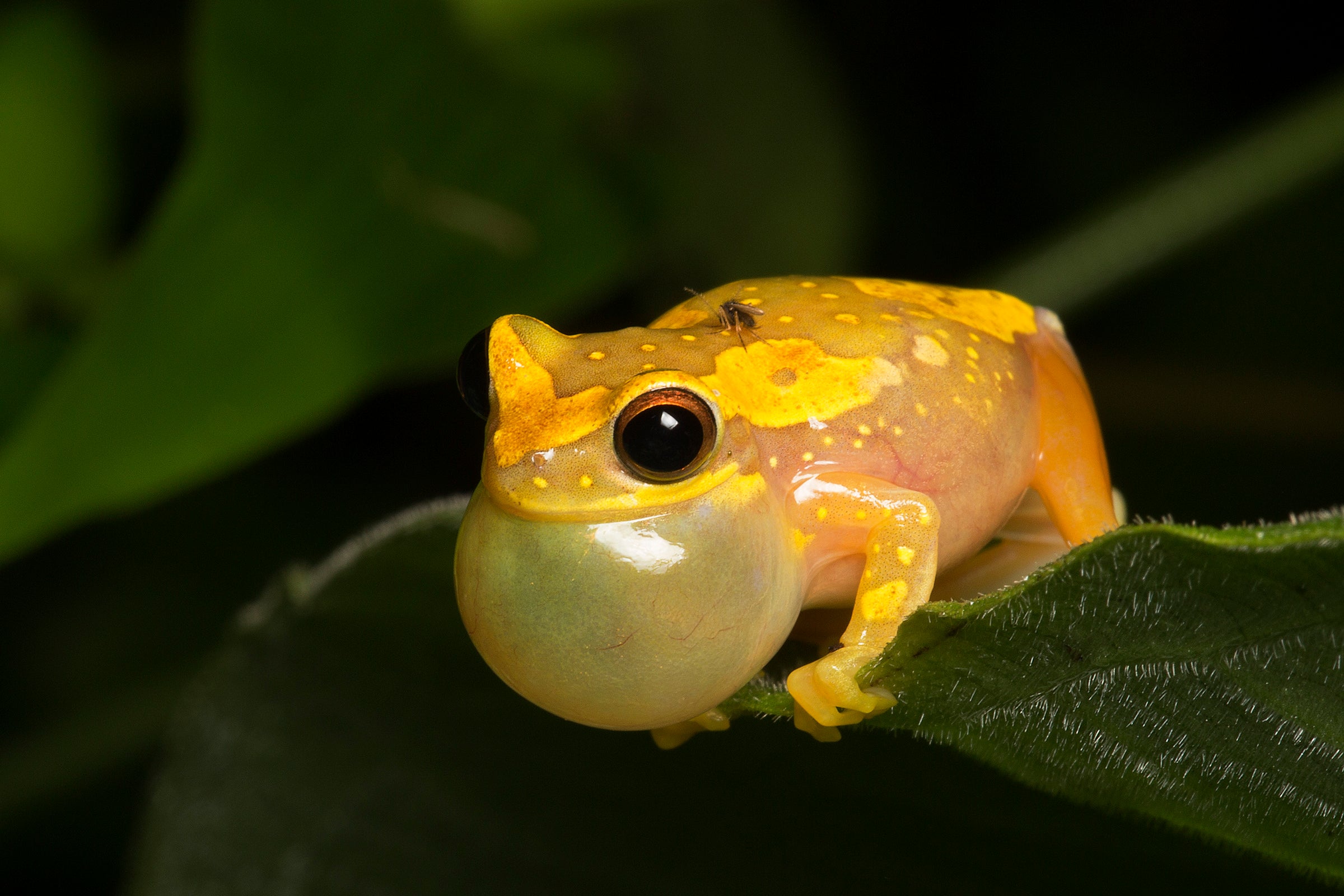 A yellow frog with an enlarged vocal sac that looks like a big bubble on its throat.