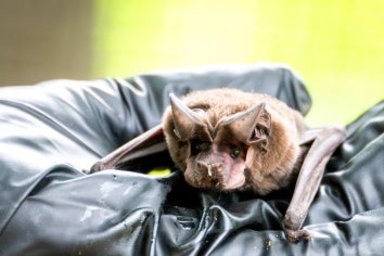 A gloved hand holds a small bat
