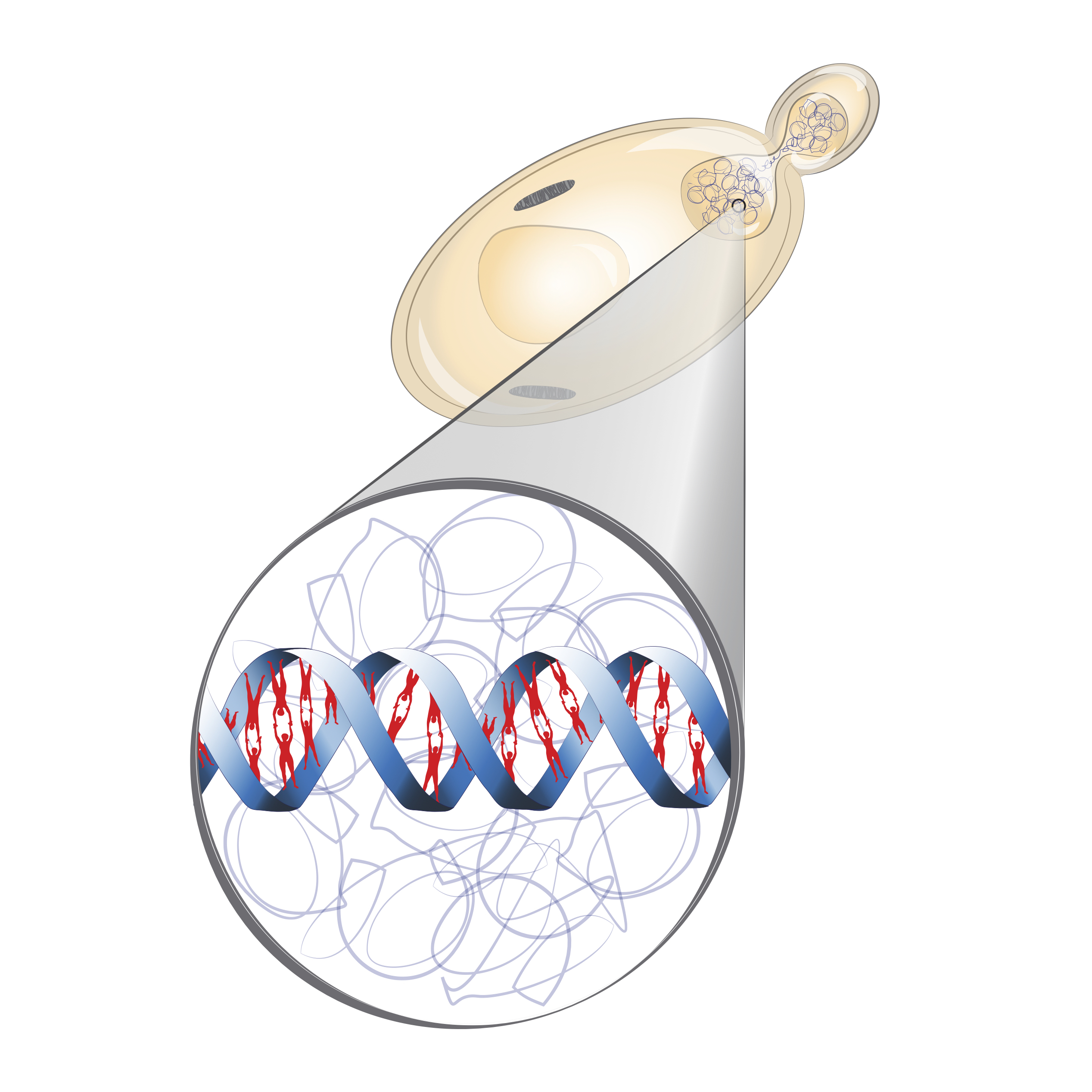 Illustration showing the location of DNA in a yeast cell