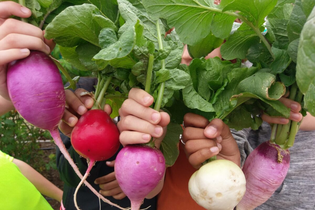 Photo shows children holding beets, turnips and radishes they harvested 