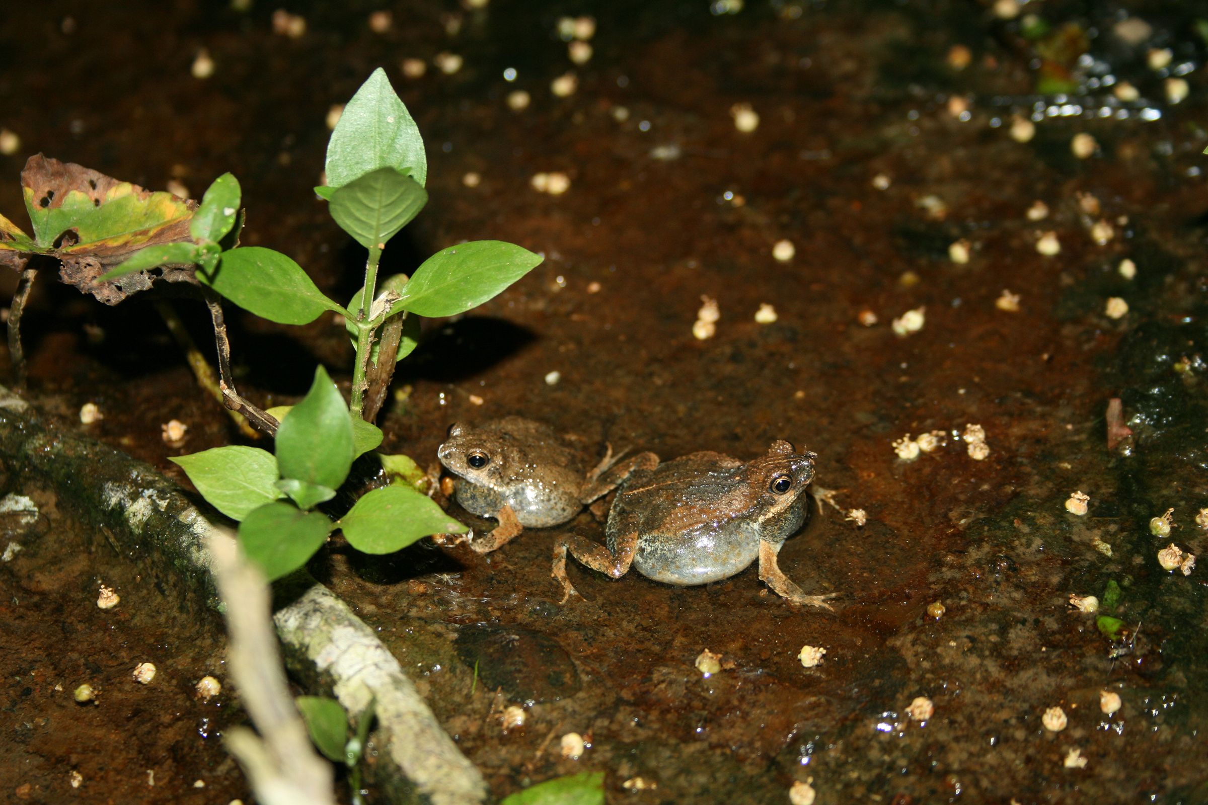 Two frogs sitting on moist ground
