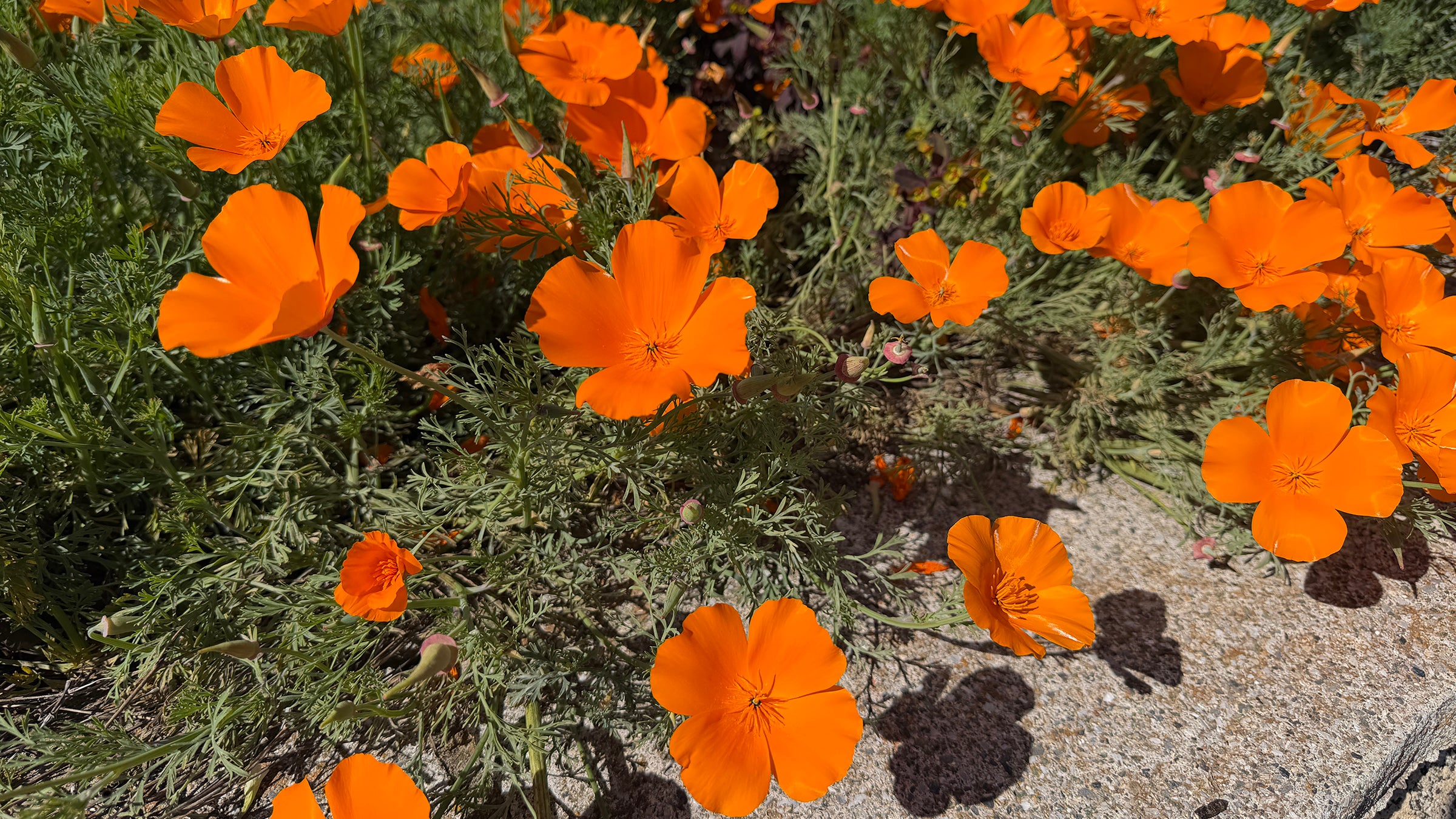 A bunch of orange flowers bloom from small, green bushy plants