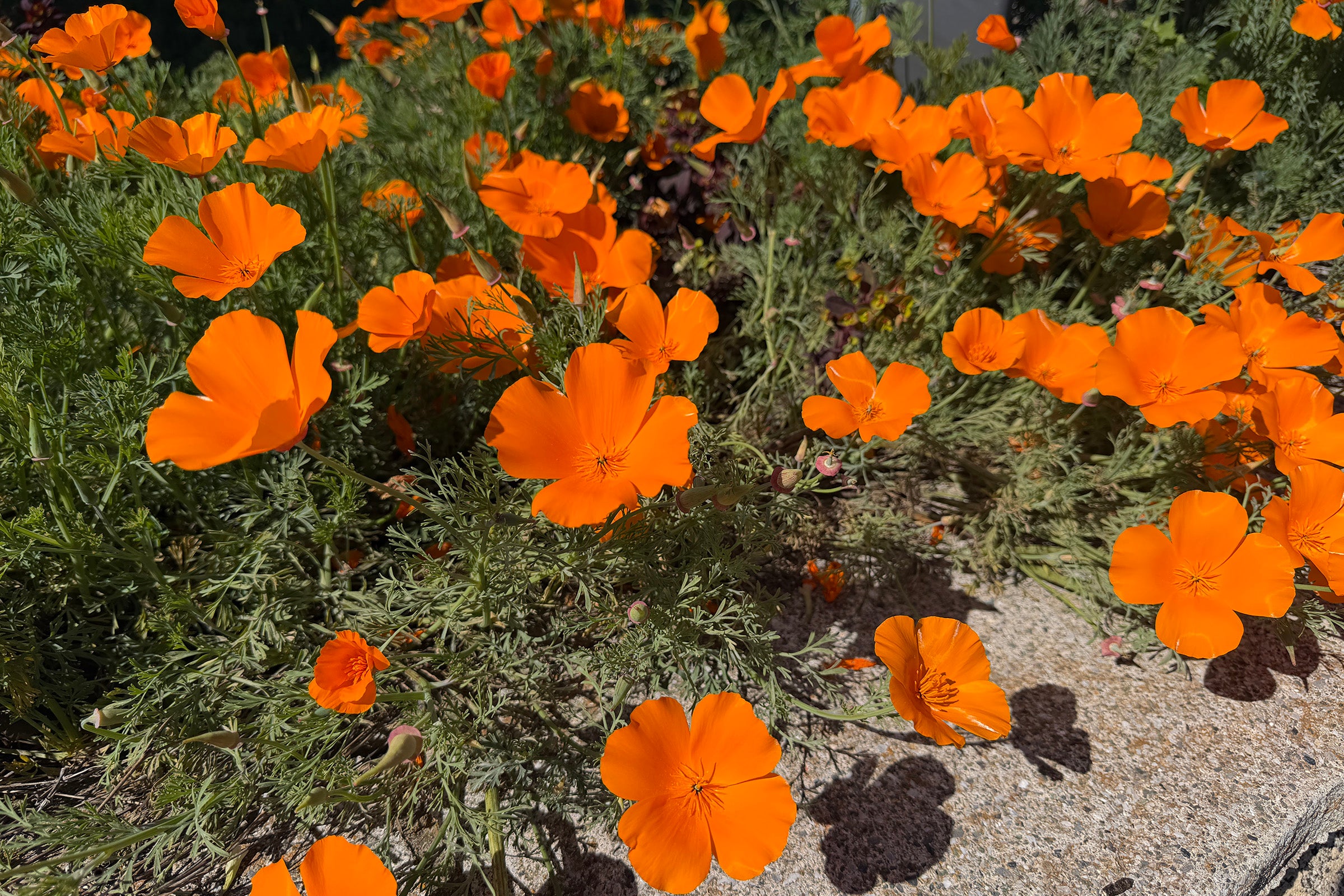 A bunch of orange flowers bloom from small, green bushy plants
