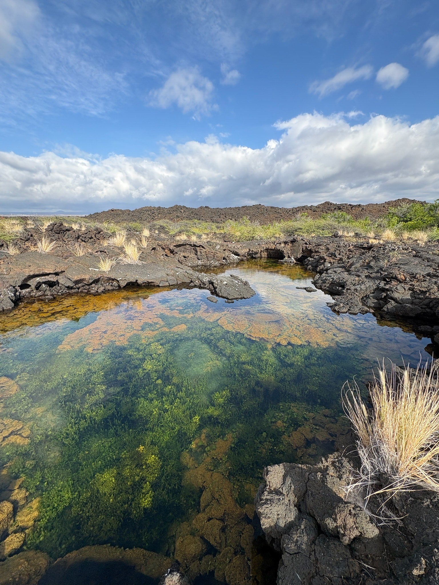 Image of anchialine pool in Hawaii