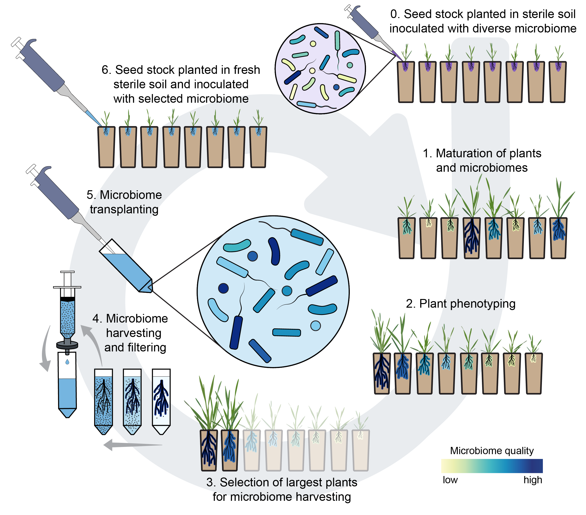 Image of the process of microbiome breeding