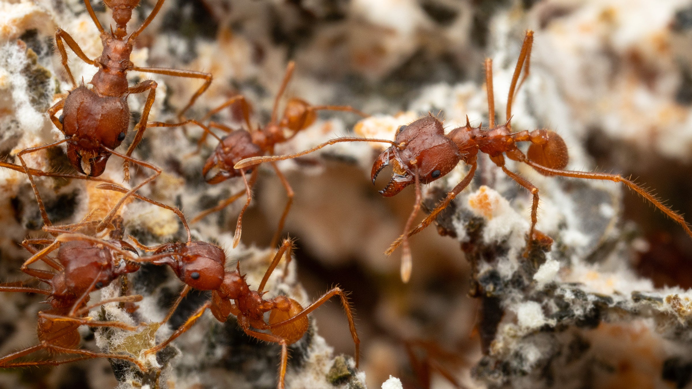 Leafcutter ants on fungus 