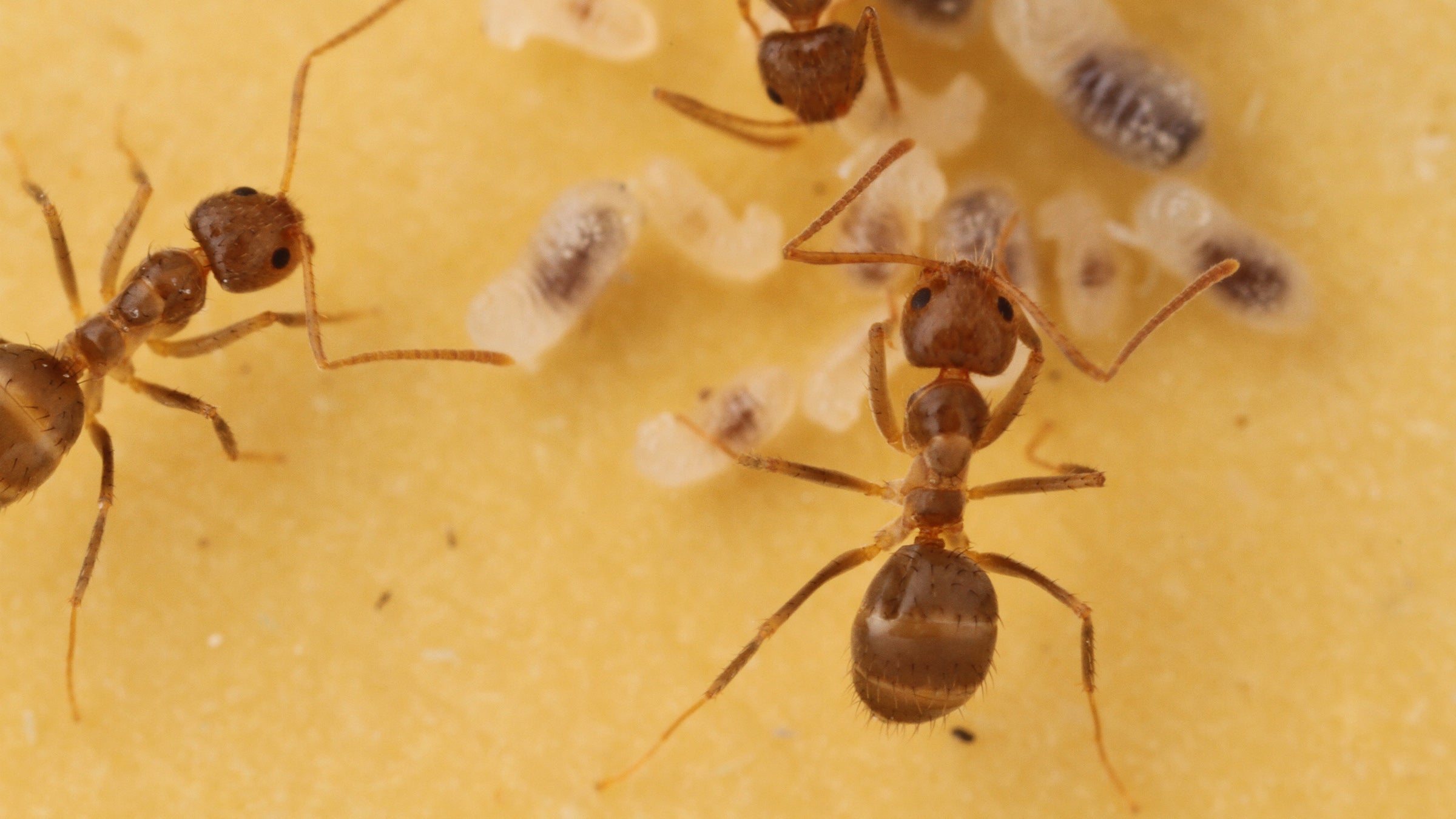 Reddish brown worker ants tend small larvae which look like semi-transparent rice grains