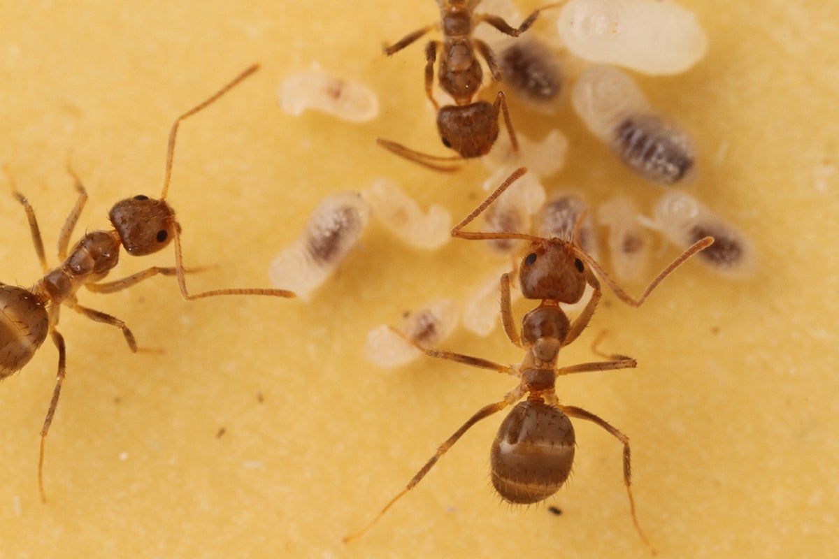 Reddish brown worker ants tend small larvae which look like semi-transparent rice grains