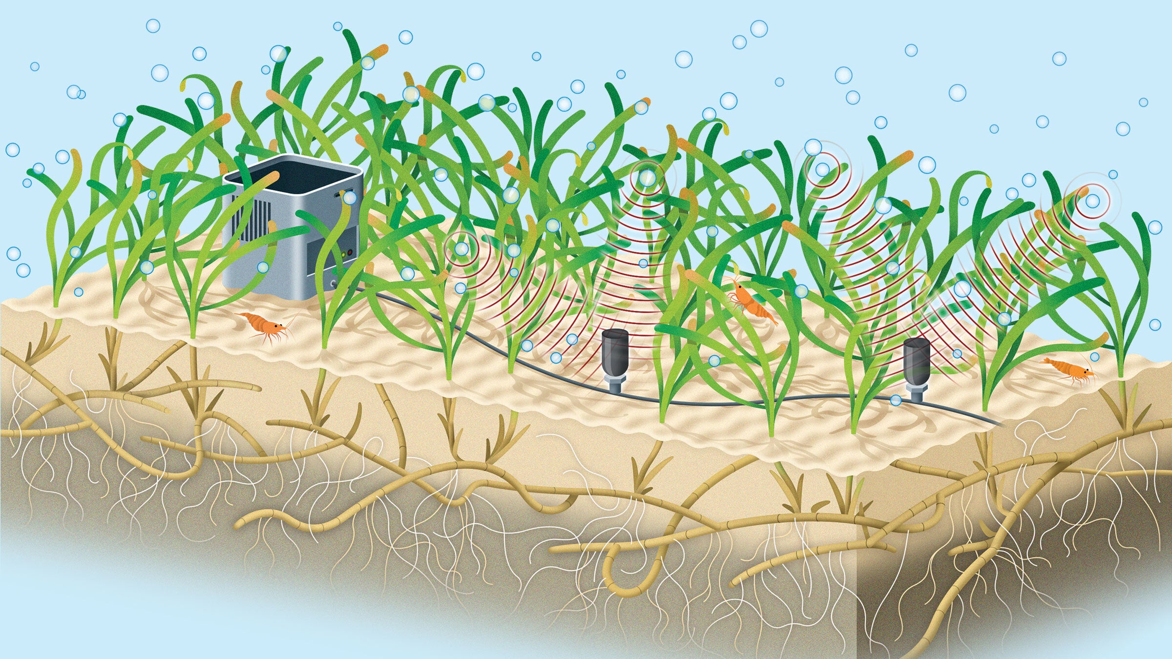An illustration of a seagrass meadow, with the sediment cross-sectioned to reveal roots. There are two small black microhpones resting on the top of the sediment, connected by a cable running back to a metal box.