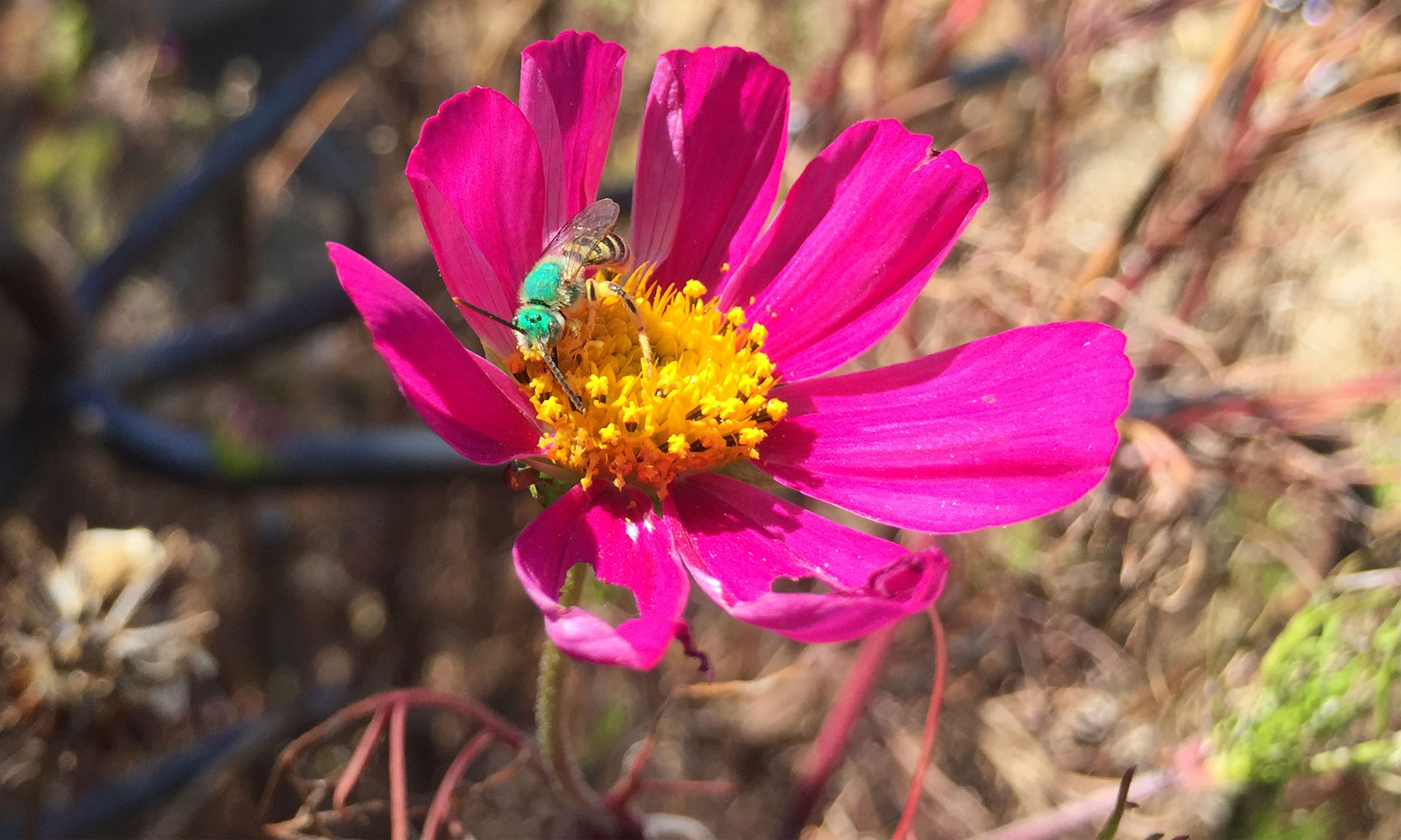 A green sweat bee sits inside a bright pink flower.
