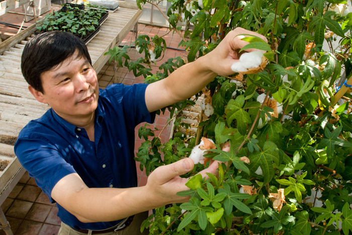 Dr. Z. Jeff Chen inspects a cotton plant in a campus greenhouse. Photo: Marsha Miller